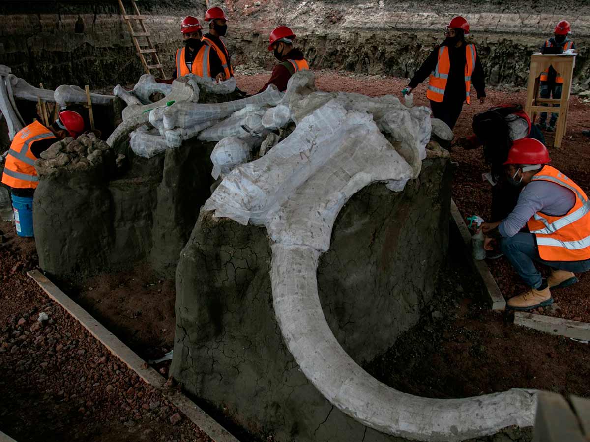 Los trabajos de hallazgo de esqueletos de mamuts continúan en el área del Aeropuerto Internacional Felipe Ángeles en Zumpango, Estado de México. Ya son más de 100 individuos hallados en el sitio y se espera que el número aumente a medida de los avan